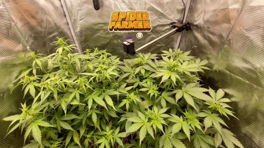Sticky Broccoli Auto. Week 6