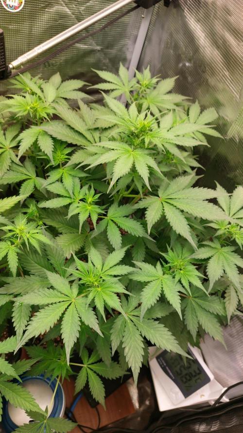 Sticky Broccoli Auto. Week 6