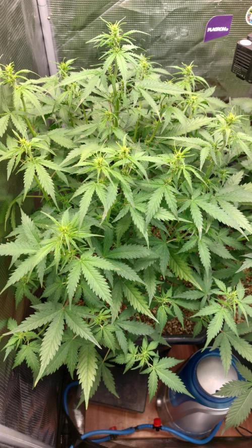 Sticky Broccoli Auto. Week 6