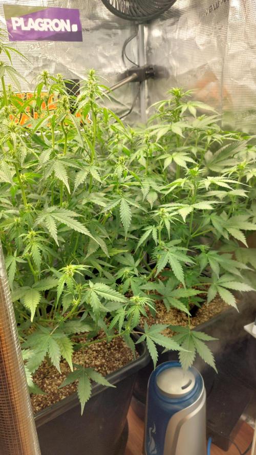 Sticky Broccoli Auto. Week 7