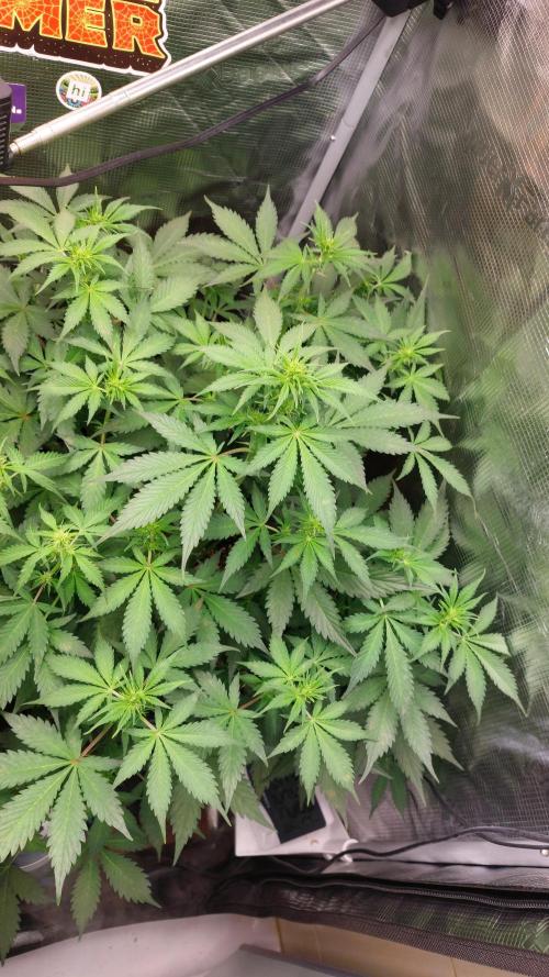Sticky Broccoli Auto. Week 7