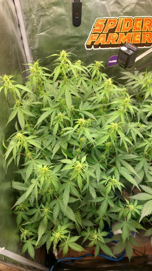 Sticky Broccoli Auto. Week 7