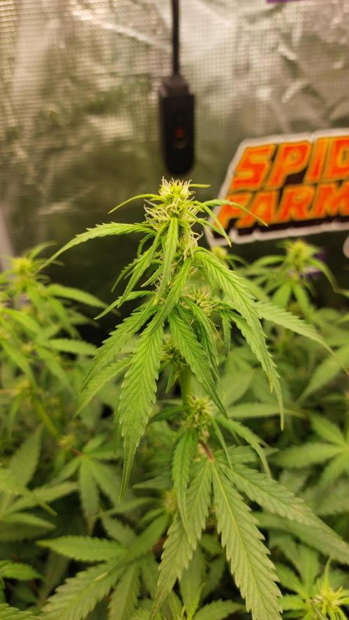 Sticky Broccoli Auto. Week 7