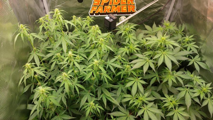 Sticky Broccoli Auto. Week 7