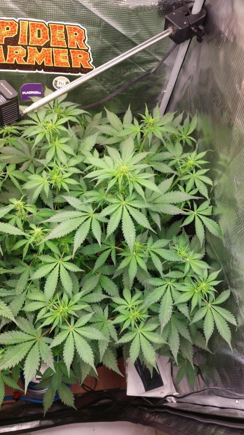 Sticky Broccoli Auto. Week 7