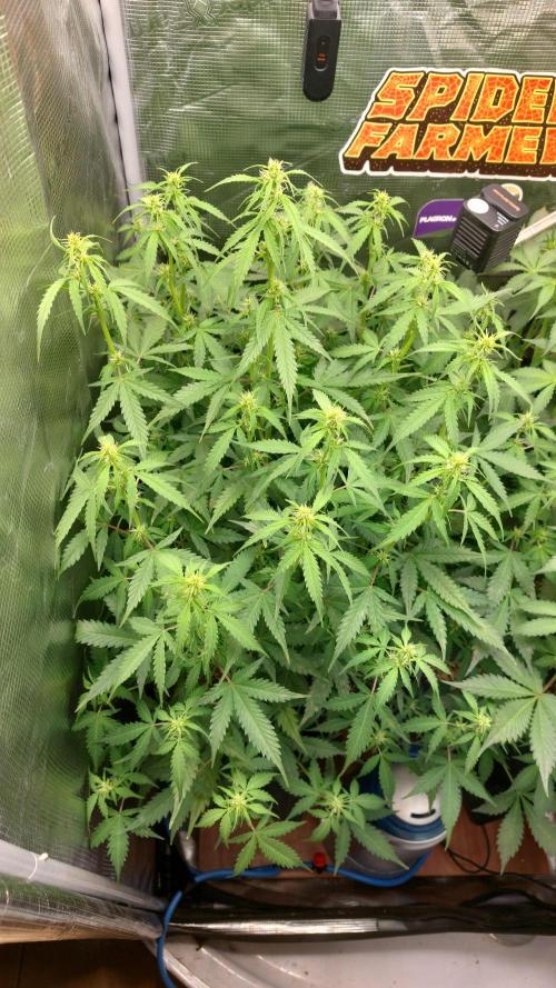 Sticky Broccoli Auto. Week 7