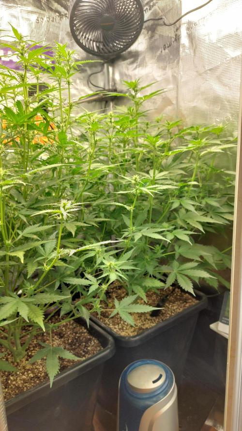 Sticky Broccoli Auto. Week 7