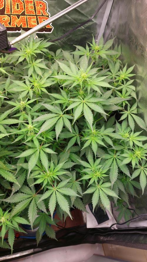 Sticky Broccoli Auto. Week 7