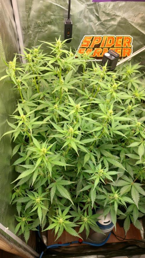 Sticky Broccoli Auto. Week 7