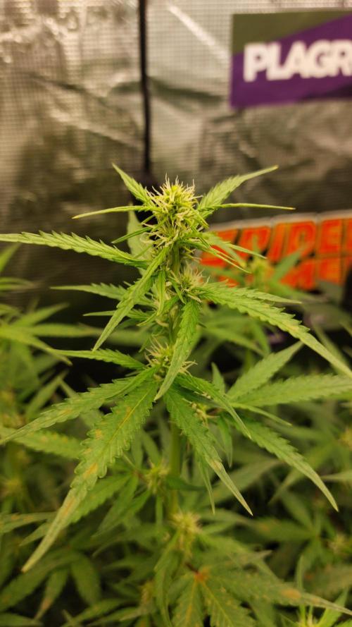 Sticky Broccoli Auto. Week 7