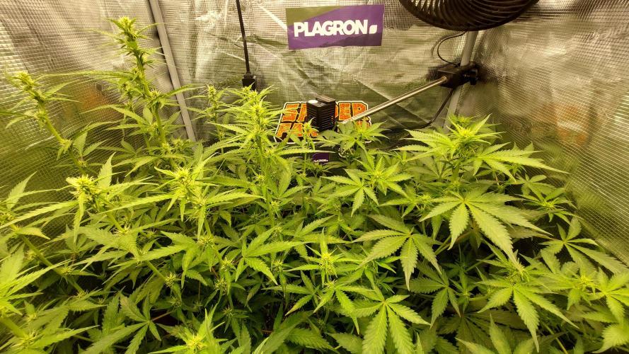 Sticky Broccoli Auto. Week 7