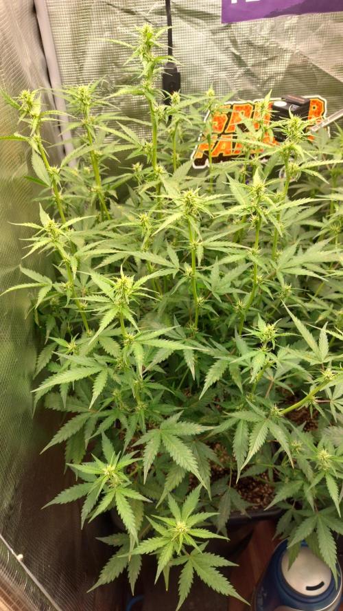 Sticky Broccoli Auto. Week 7