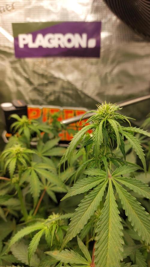 Sticky Broccoli Auto. Week 7