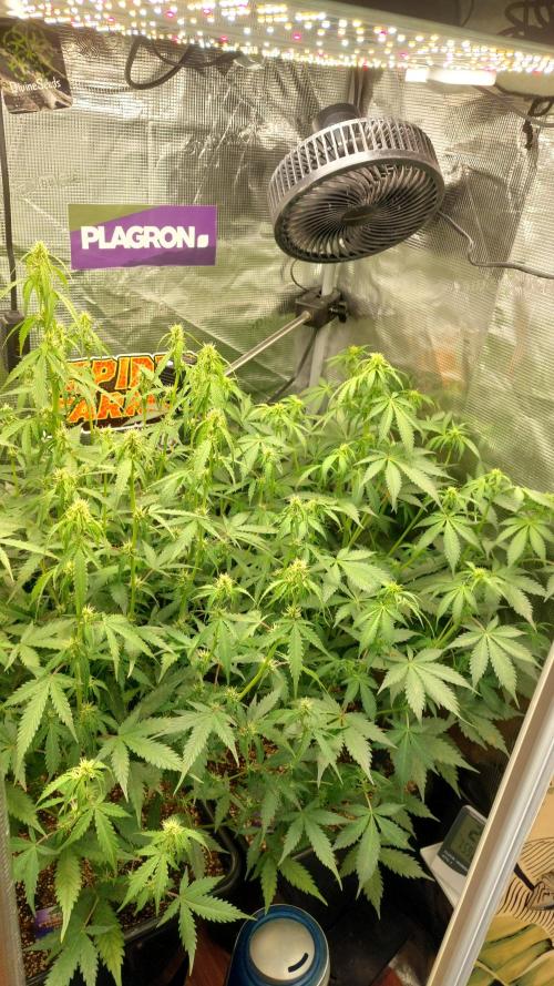 Sticky Broccoli Auto. Week 7