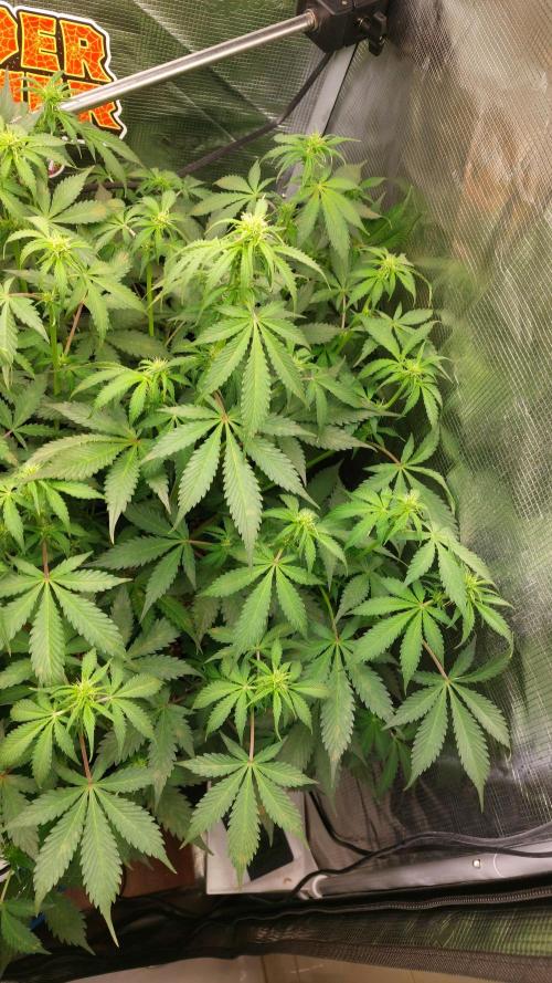 Sticky Broccoli Auto. Week 7