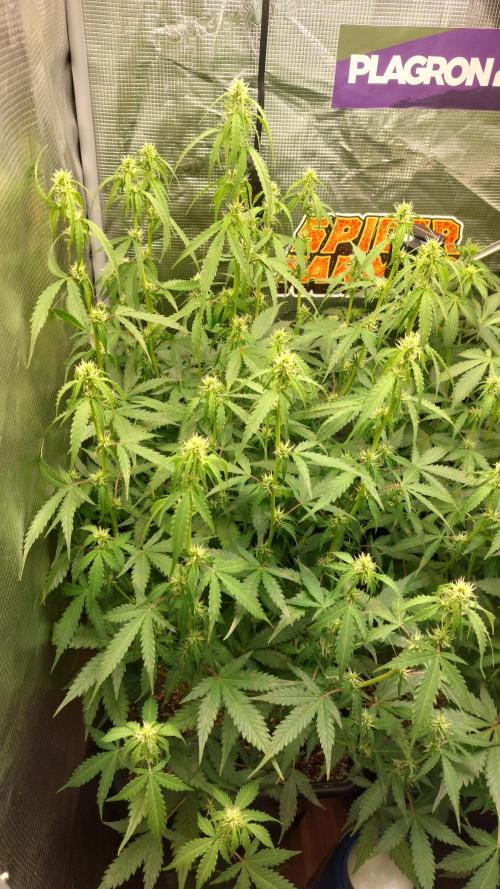 Sticky Broccoli Auto. Week 7