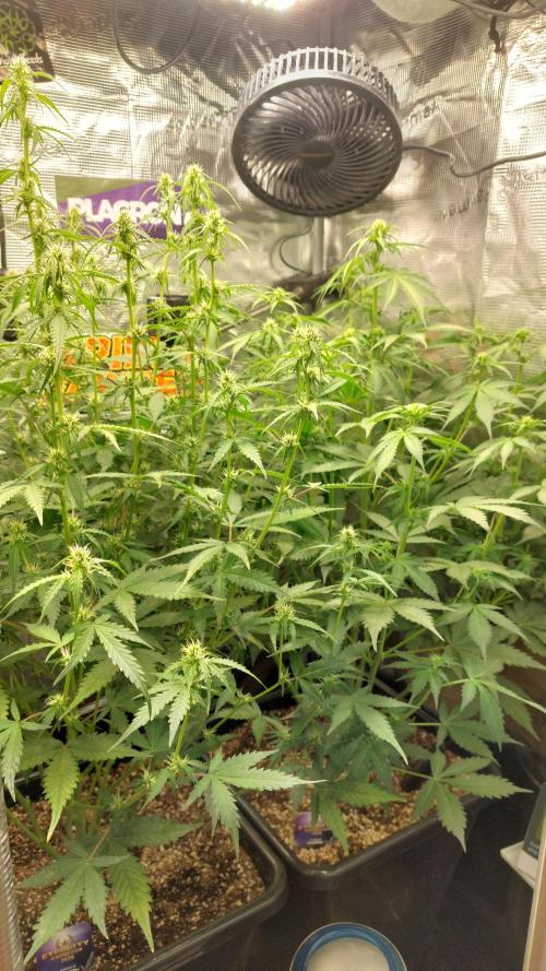 Sticky Broccoli Auto. Week 8