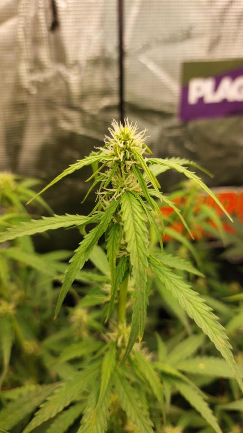 Sticky Broccoli Auto. Week 8