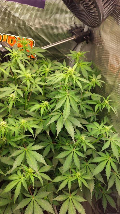 Sticky Broccoli Auto. Week 8