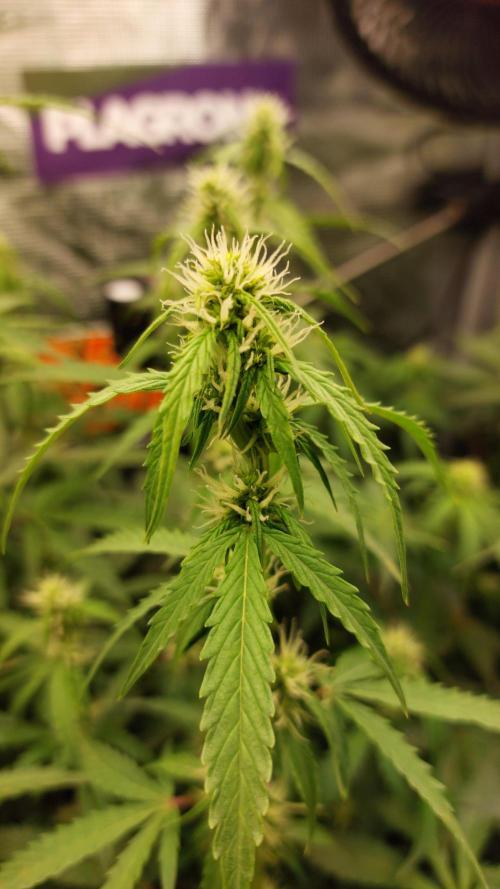 Sticky Broccoli Auto. Week 8