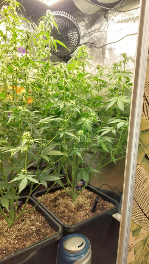 Sticky Broccoli Auto. Week 8