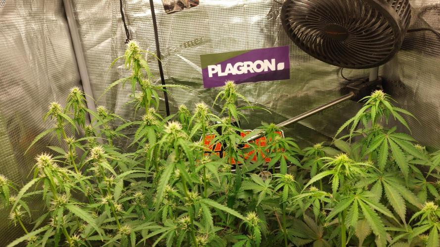 Sticky Broccoli Auto. Week 8