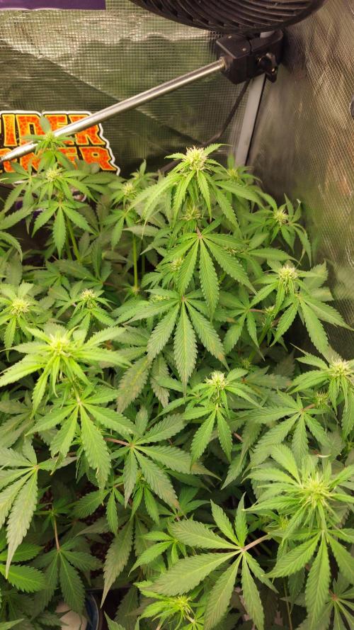 Sticky Broccoli Auto. Week 8