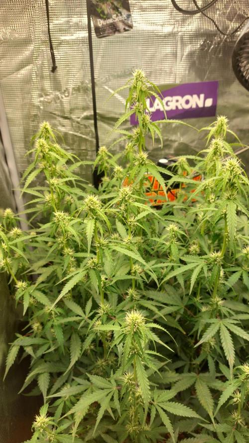 Sticky Broccoli Auto. Week 8