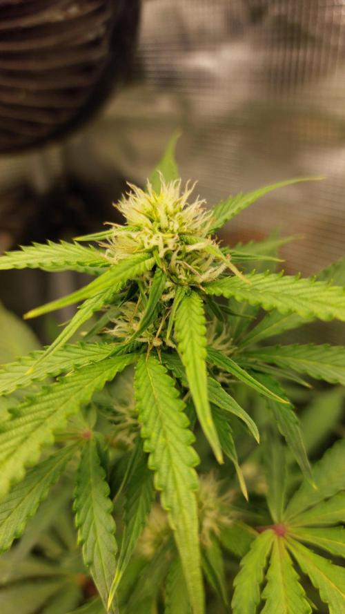 Sticky Broccoli Auto. Week 8