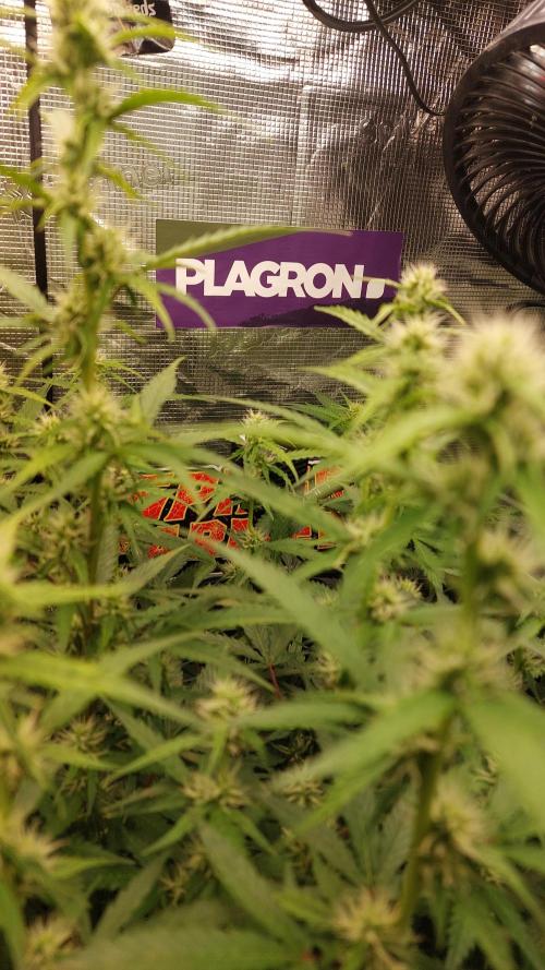 Sticky Broccoli Auto. Week 8