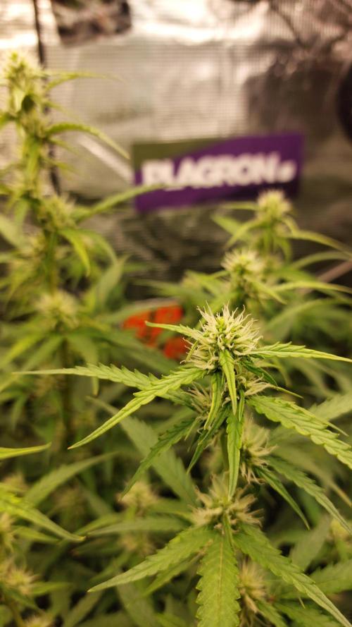 Sticky Broccoli Auto. Week 8