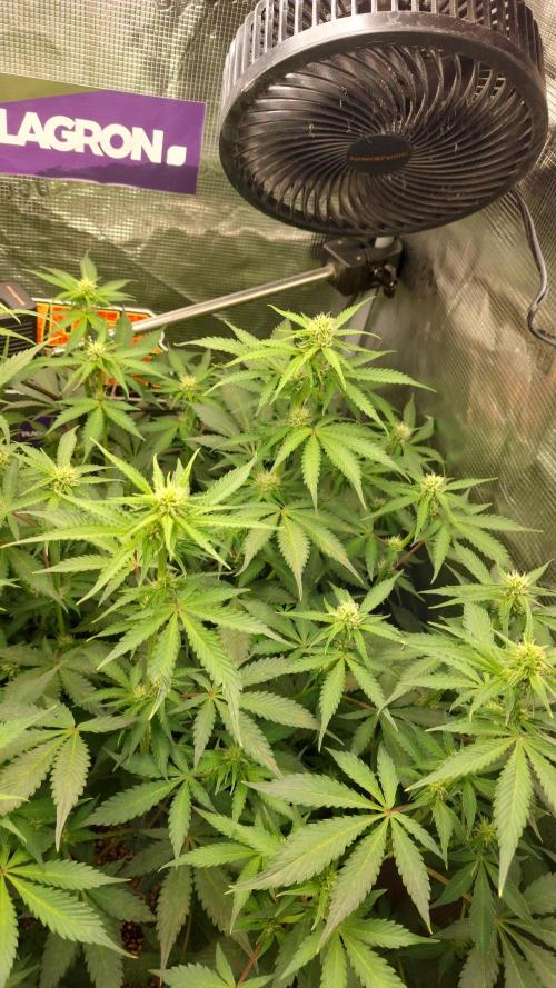 Sticky Broccoli Auto. Week 8