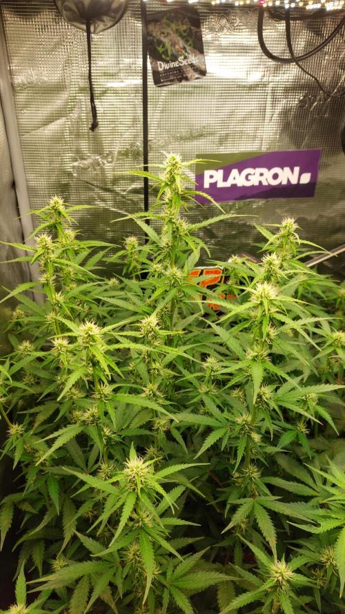 Sticky Broccoli Auto. Week 8