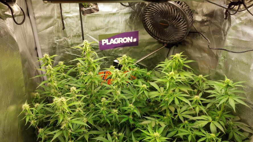 Sticky Broccoli Auto. Week 8