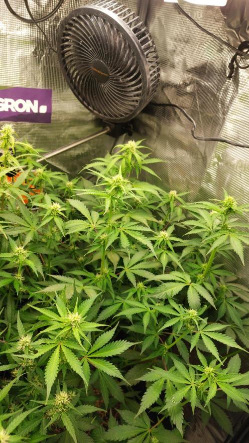 Sticky Broccoli Auto. Week 8