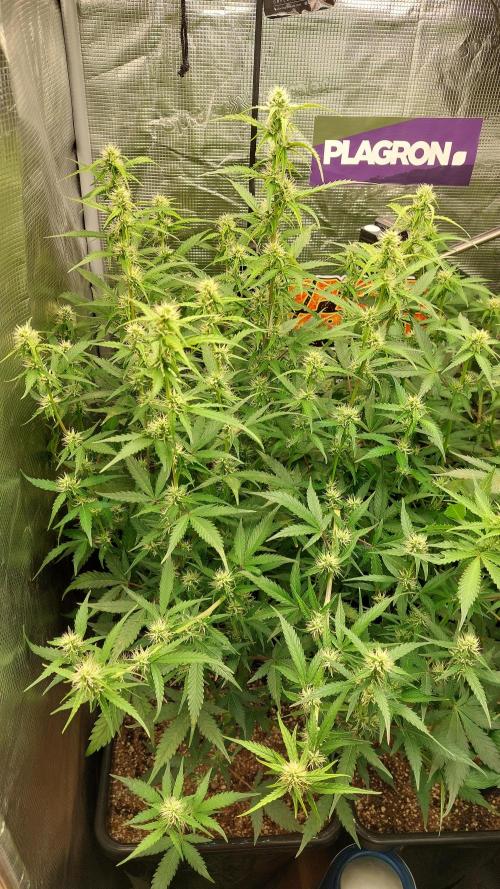 Sticky Broccoli Auto. Week 8