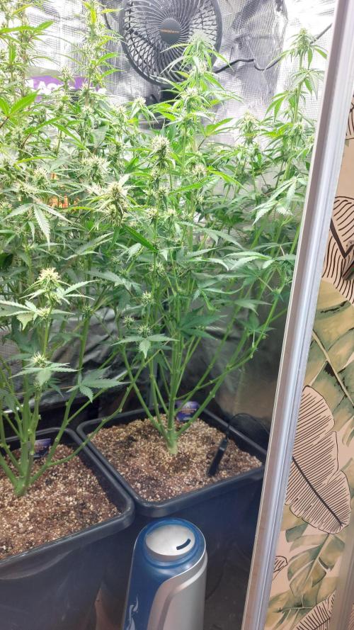 Sticky Broccoli Auto. Week 8