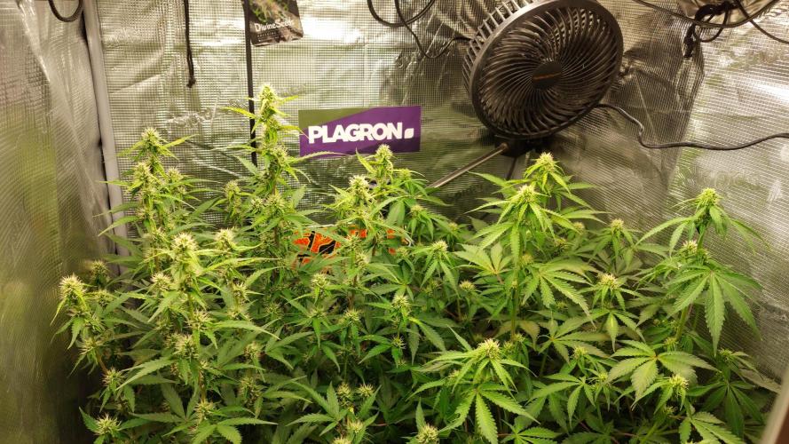 Sticky Broccoli Auto. Week 8