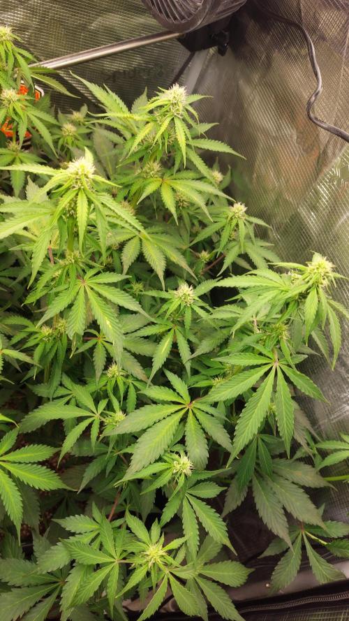 Sticky Broccoli Auto. Week 8