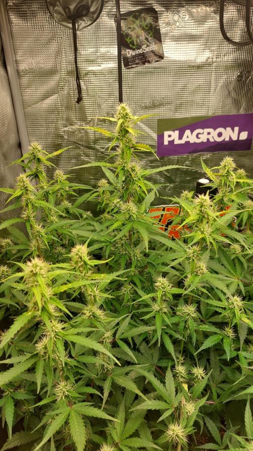 Sticky Broccoli Auto. Week 8