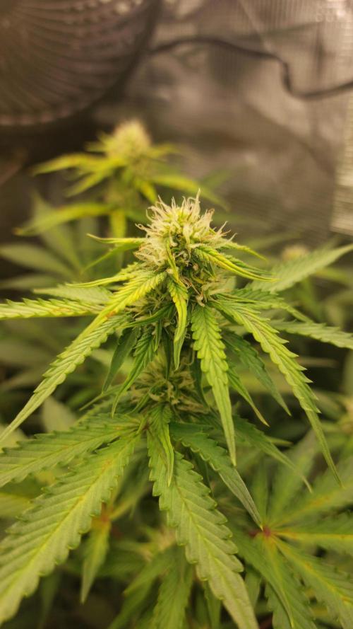 Sticky Broccoli Auto. Week 9