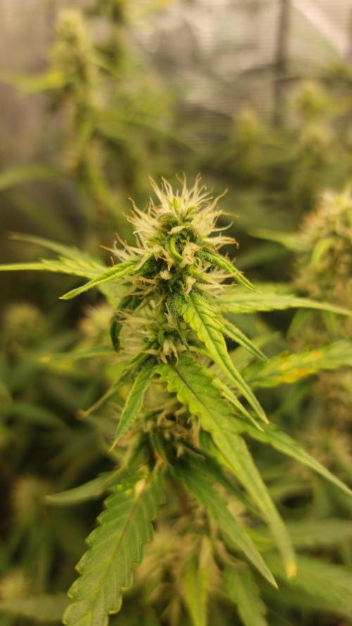Sticky Broccoli Auto. Week 9