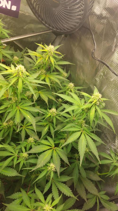 Sticky Broccoli Auto. Week 9