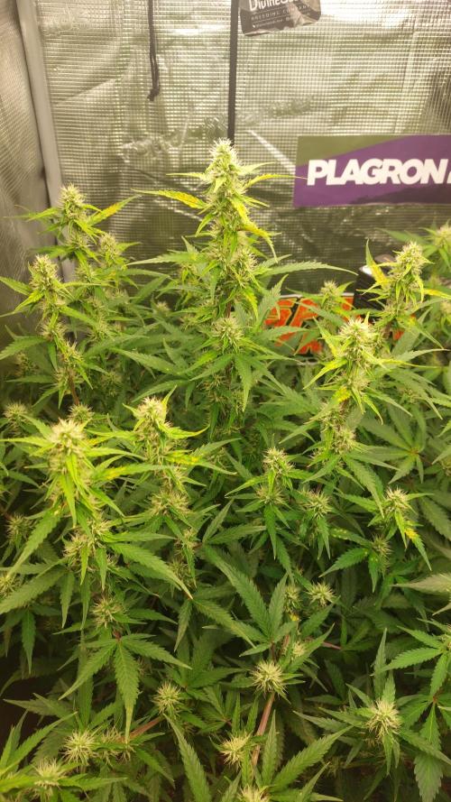 Sticky Broccoli Auto. Week 9