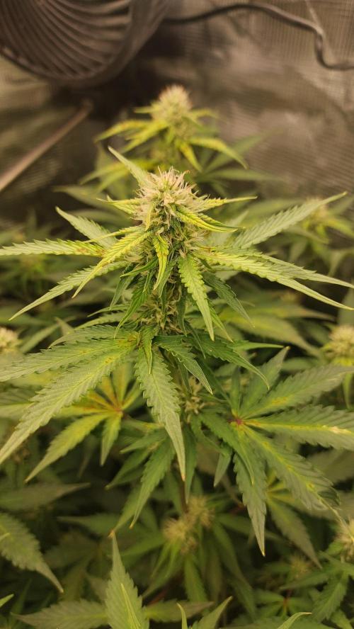 Sticky Broccoli Auto. Week 9