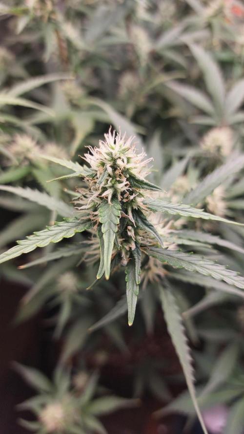 Sticky Broccoli Auto. Week 9