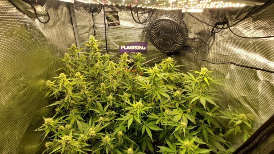 Sticky Broccoli Auto. Week 9