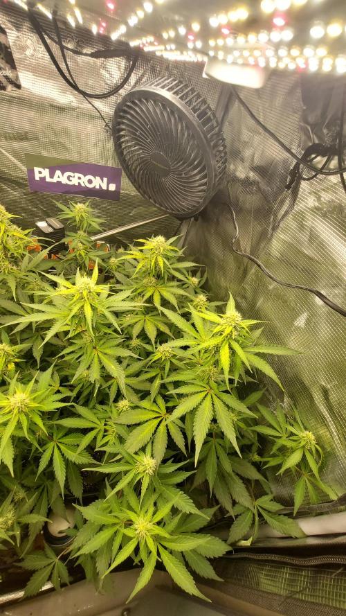 Sticky Broccoli Auto. Week 9