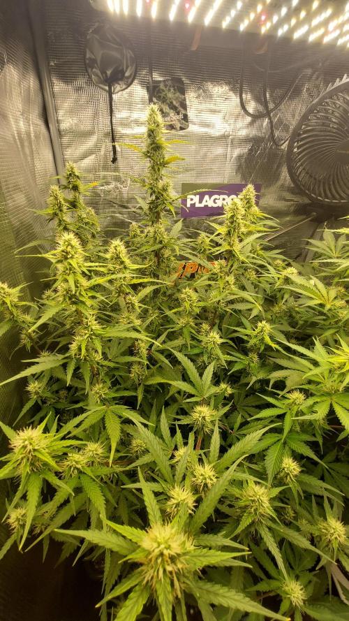 Sticky Broccoli Auto. Week 9