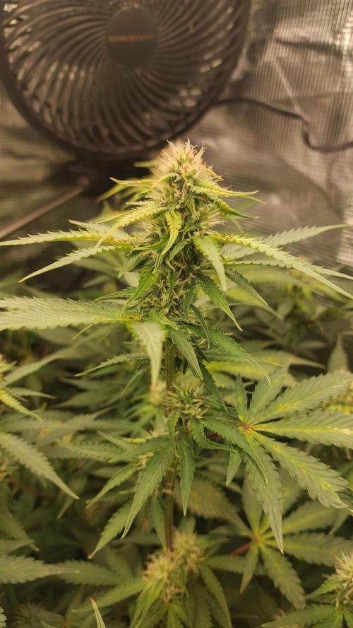 Sticky Broccoli Auto. Week 9
